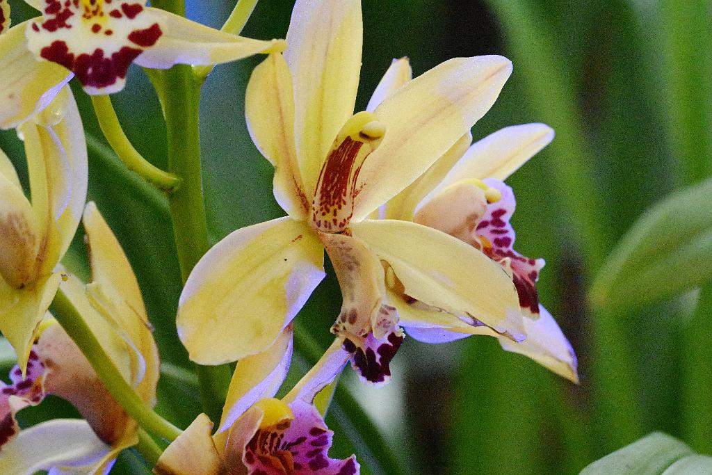 2025-02226048 Tower Hill Botanic Garden, MA.JPG - Orchid (Cymbidium). New England Botanic Garden at Tower Hill, MA, 2-22-2025